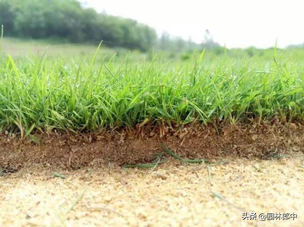 混播草坪底草稀少怎么办,草种撒播后草坪如何封闭杂草