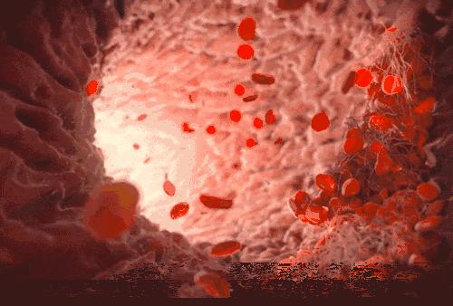 纯种猫可能会得的病,铲屎官怀疑自家猫咪是只法国猫