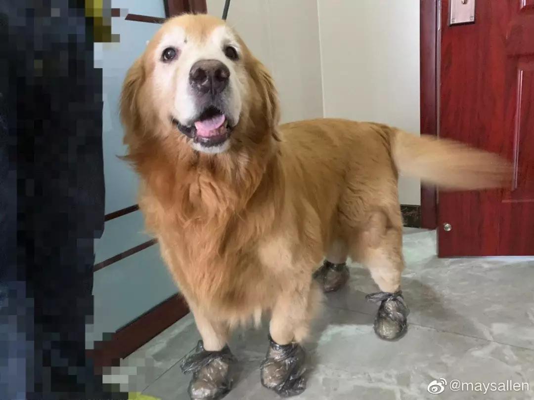 铲屎的都是因为啥和狗吵架，原谅我笑出了声