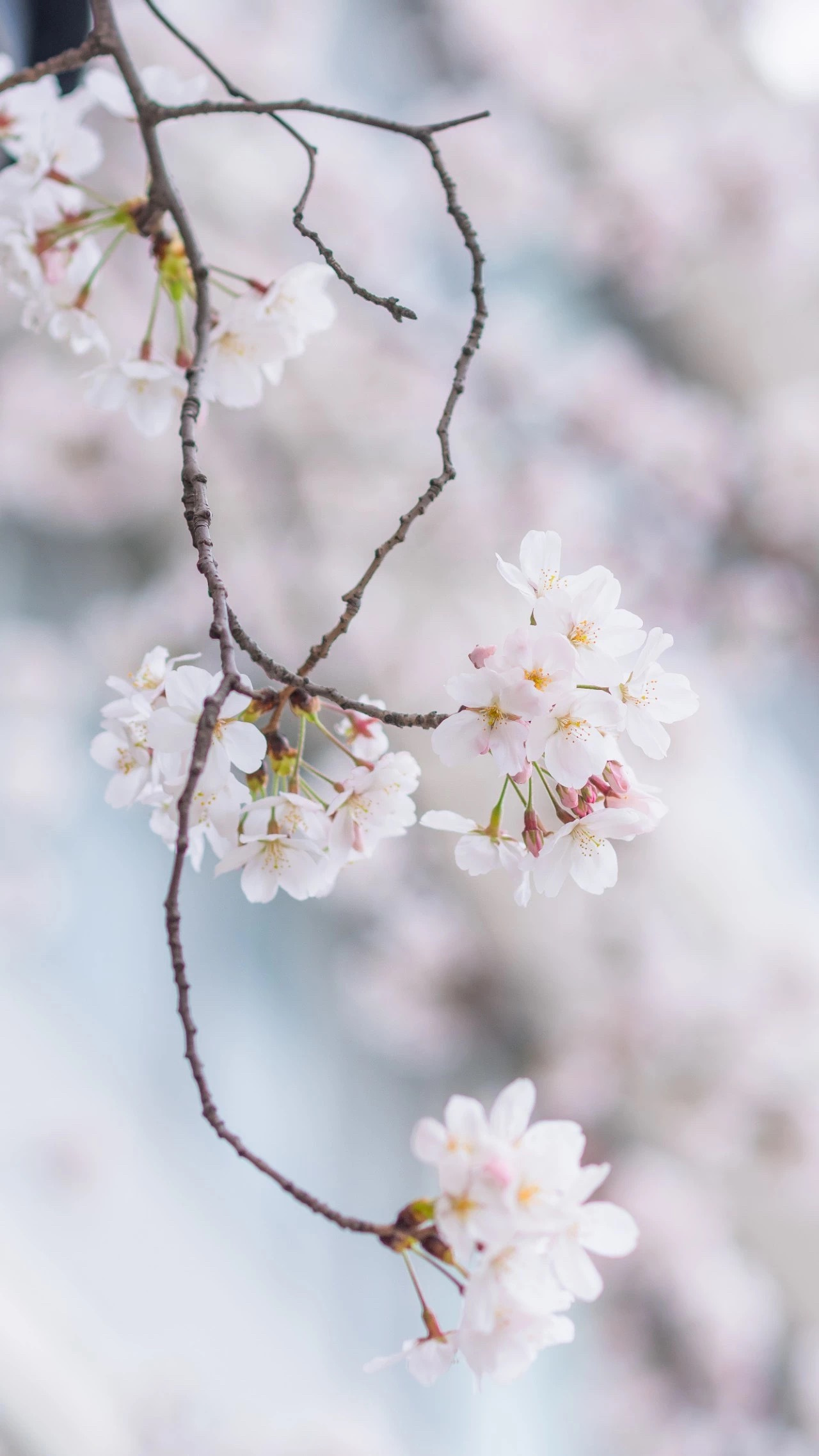 醉在樱花烂漫时：解锁季节限定大吟酿|品乐