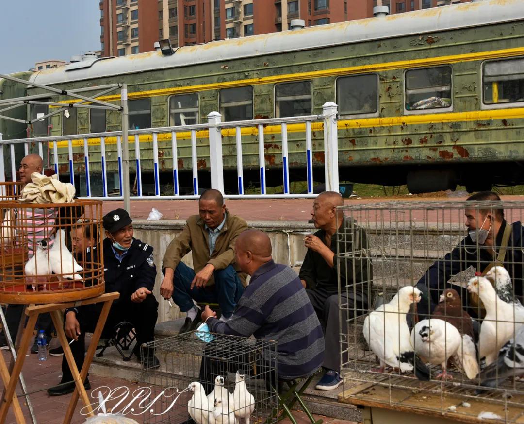 天津徐庄子宠物市场,天津北辰小街桥下宠物市场