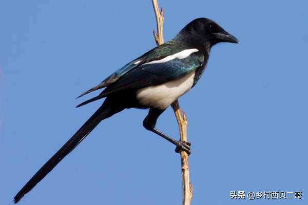 农村说四喜是什么意思,民间有四喜是指哪四喜