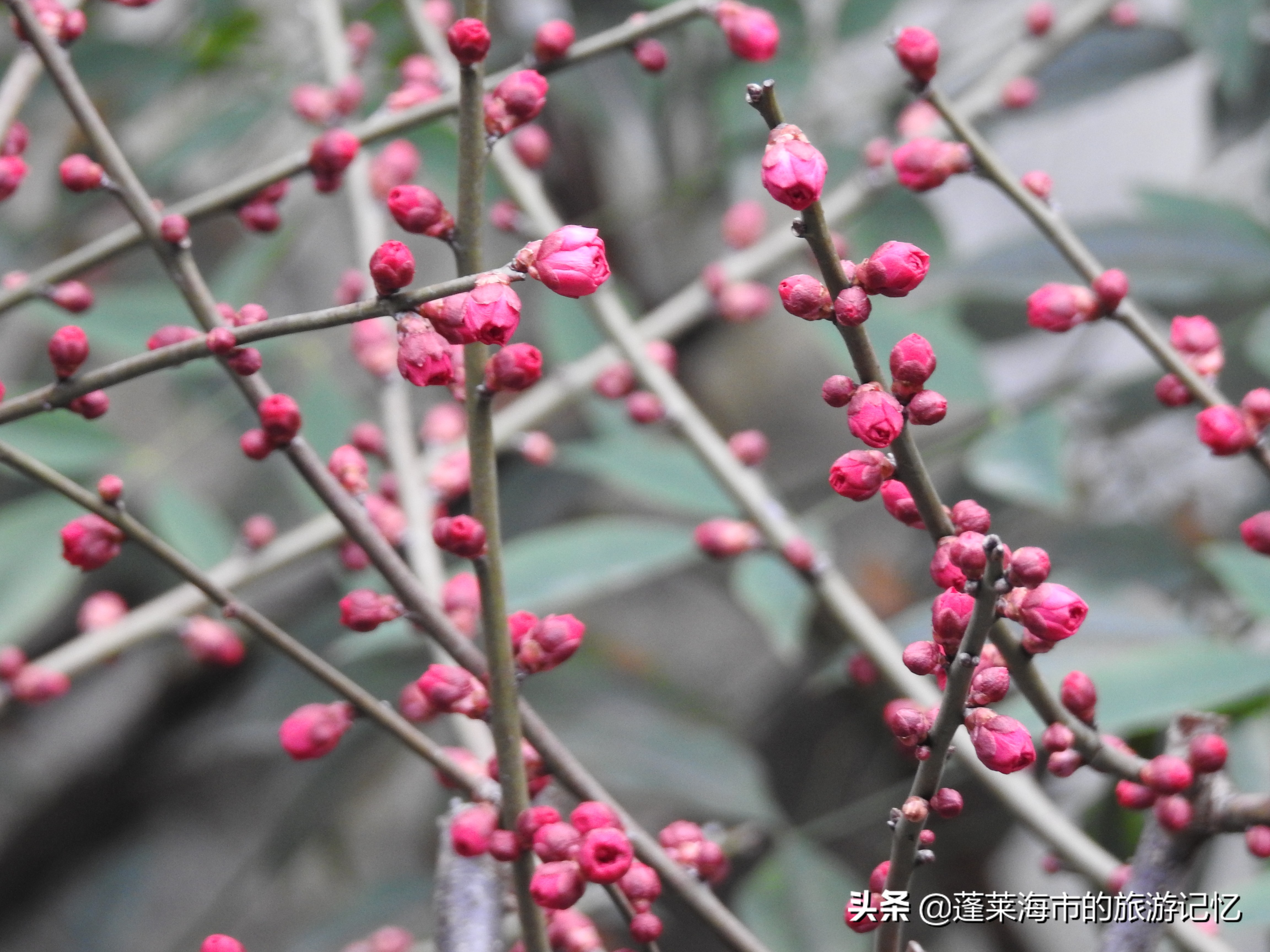 上海第一园豫园简介,上海第一园林