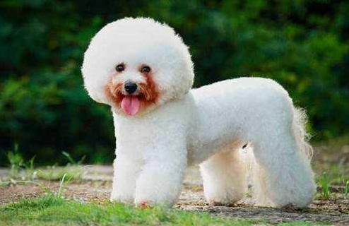 比熊犬的泪痕如何解决,比熊犬有泪痕有什么小技巧解决吗