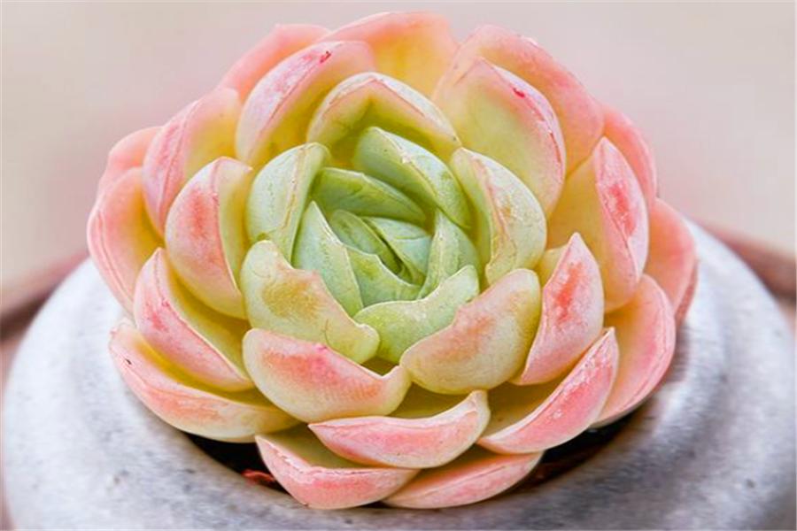 想把多肉冰梅养成透明绚烂的大果冻，就不能惯着它，越冻越有仙气