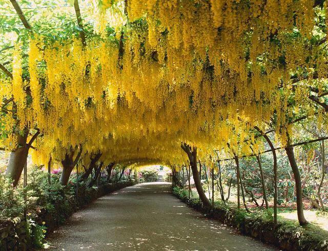 各国国花及其寓意,各国国花和象征意义