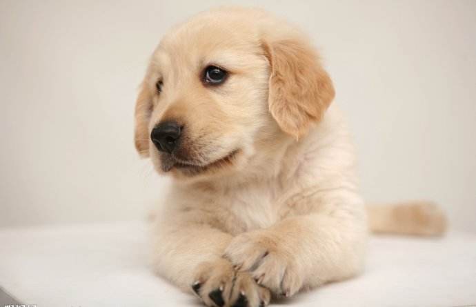 如何饲养可以延长狗狗寿命,狗狗延缓衰老的方法