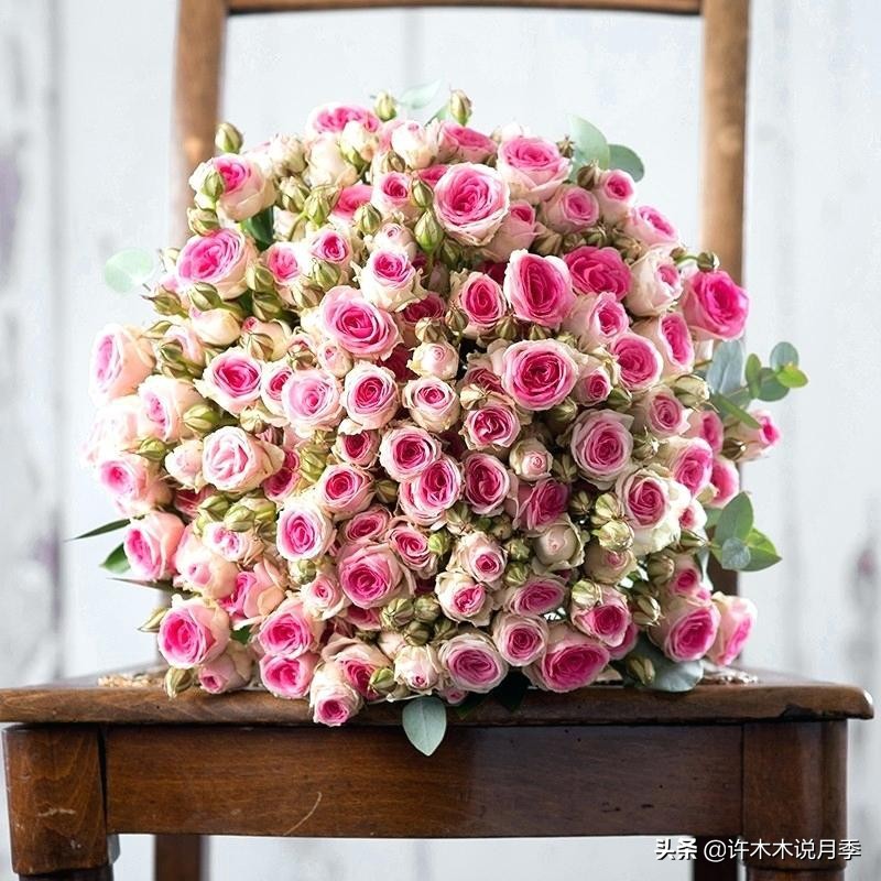 月季常见叶子问题,月季都有什么病怎么治