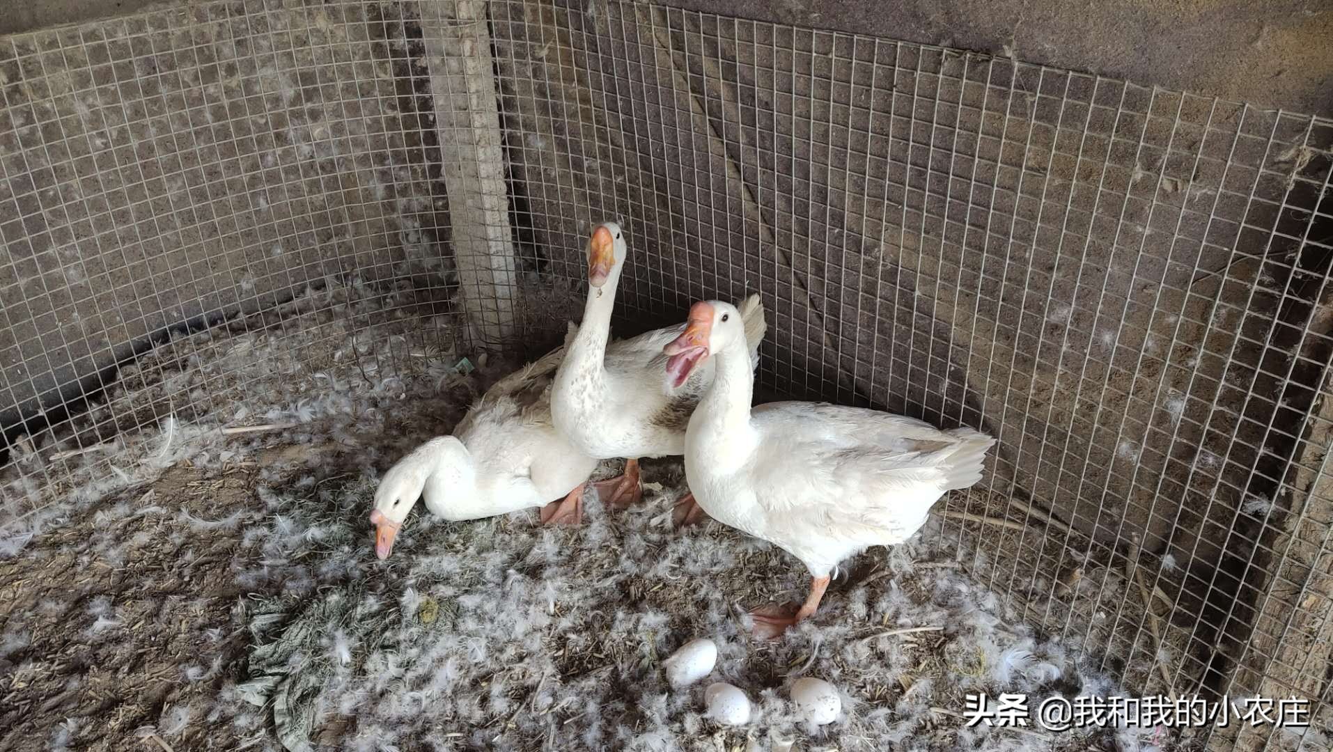 养鹅失败逃不出这几个原因,母鹅掉蛋袋了