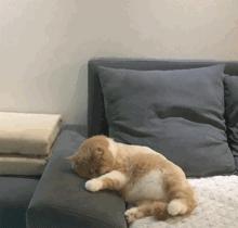 猫咪训猫器,猫咪电毯推荐