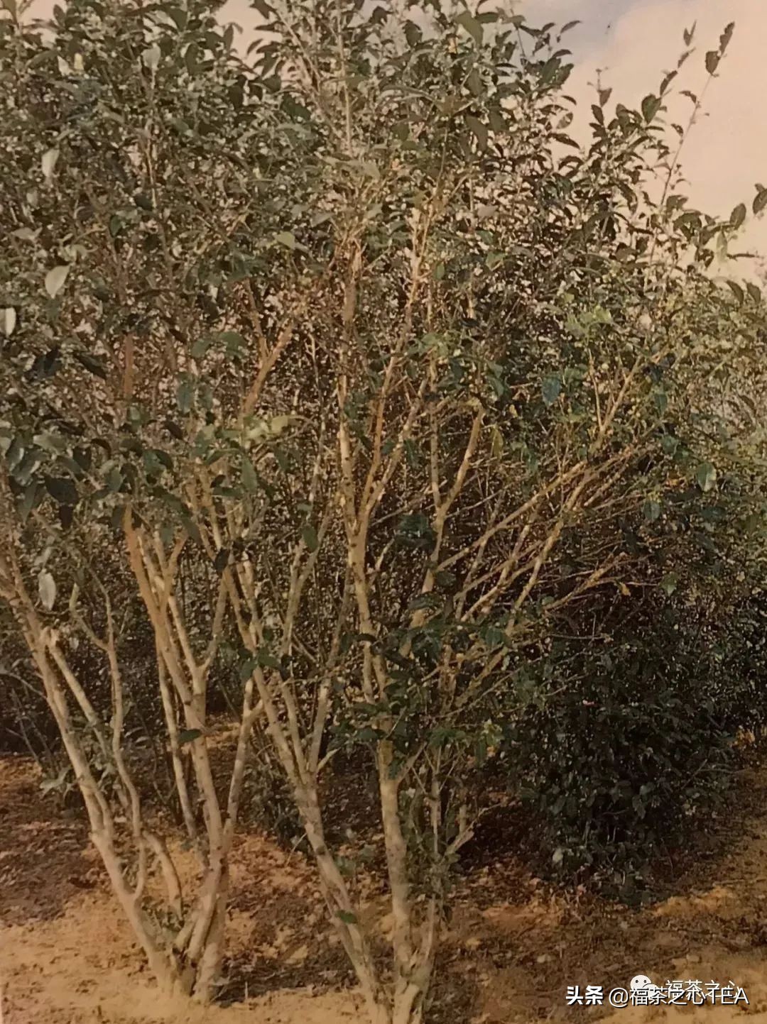 福建茶传说,福建水仙茶哪种最好