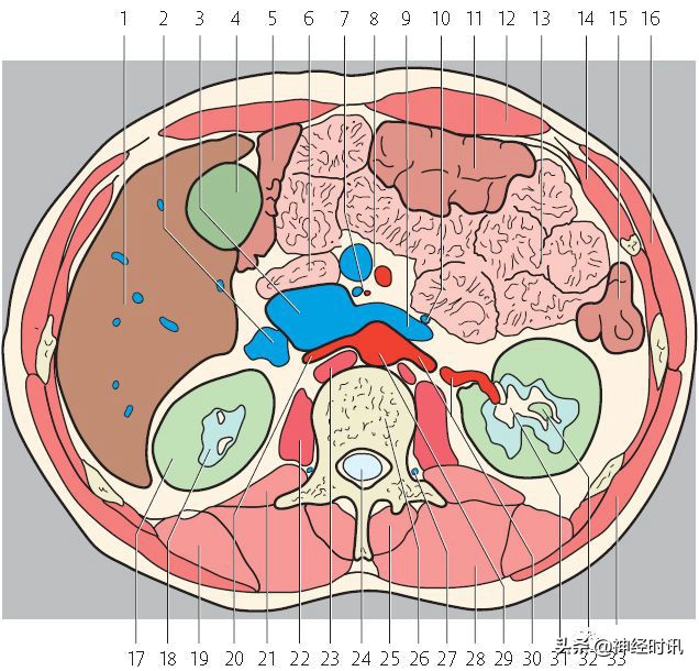 肾脏输尿管膀胱前列腺结构,肾输尿管膀胱解剖示意图