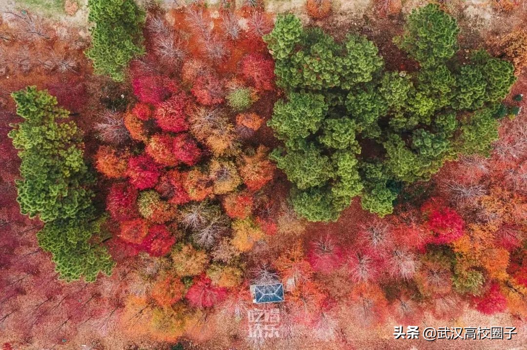 爸妈我想回家视频,爸妈我想回家了原视频