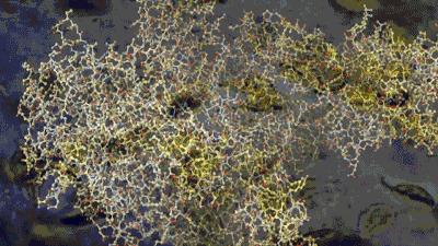 吃河豚鱼中毒能治好吗,吃河豚鱼中毒有救吗