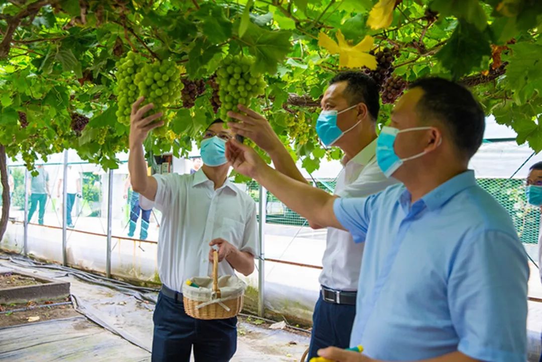 文旅资讯站|慈溪市第十六届葡萄节暨灾后复产现场会顺利举行