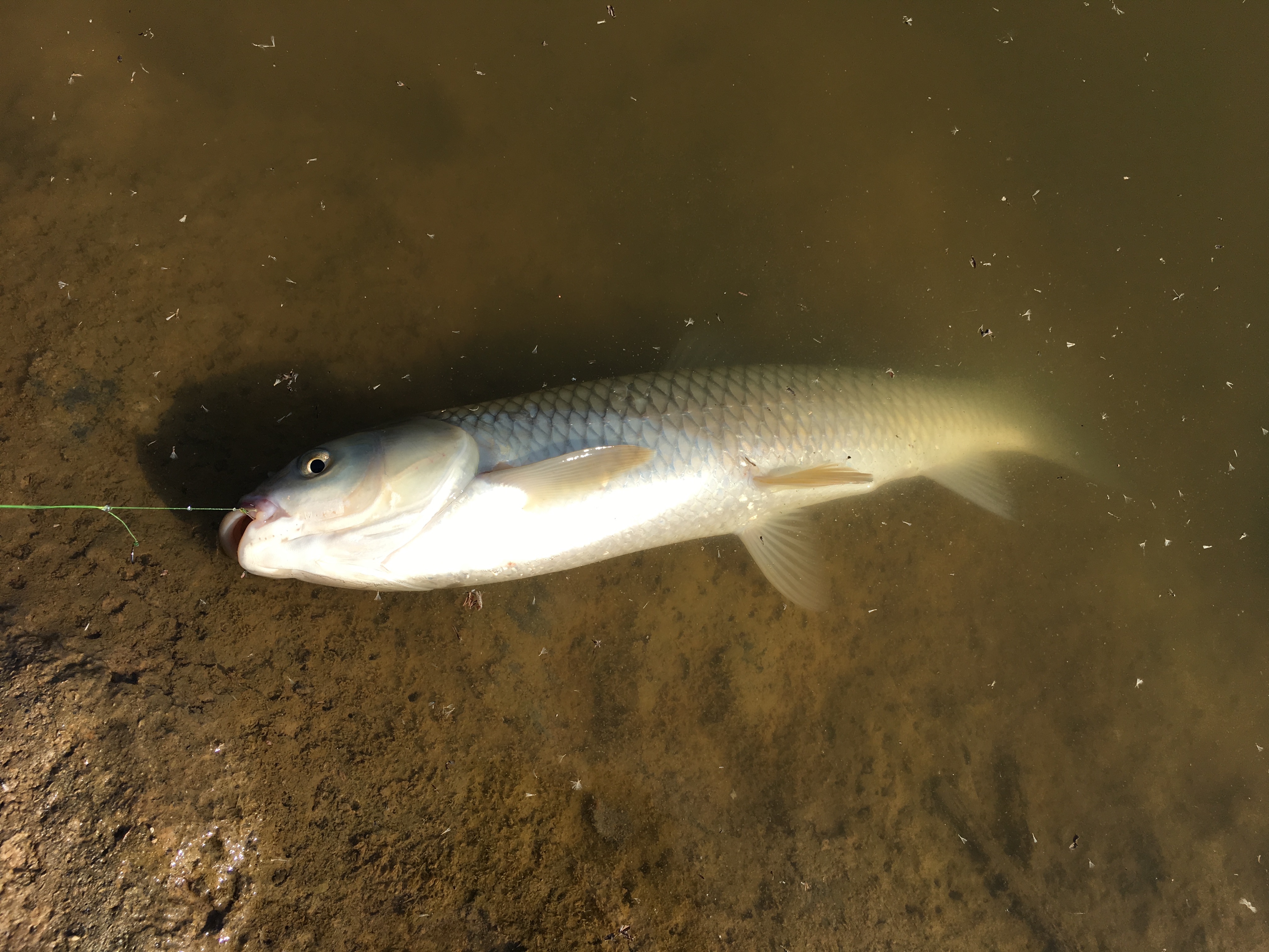 钓鱼不用抄网技巧,6种情况