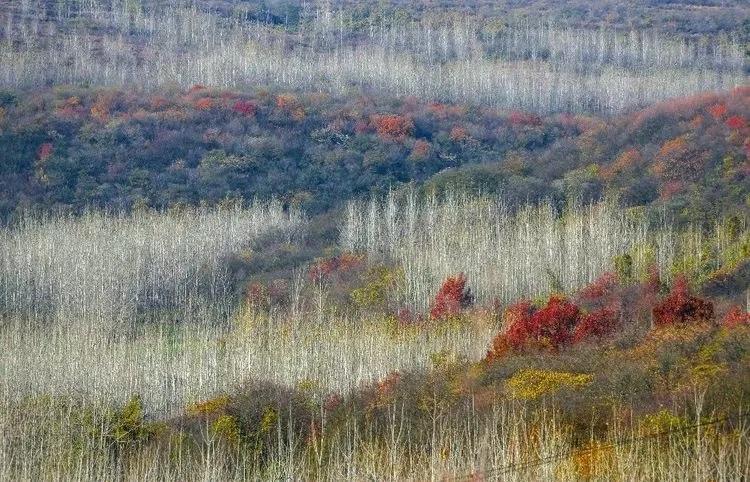 盱眙铁山寺：飘渺林雾入画境