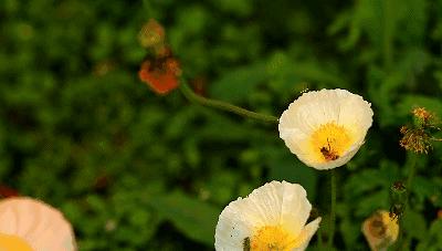 鹅湖玫瑰园花期,鹅湖玫瑰园美篇