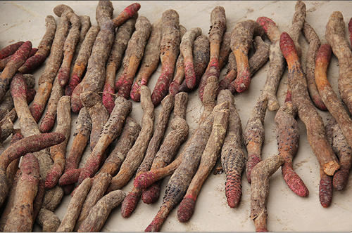 这种沙漠人参，今年价格升至300元一斤全卖完，农民后悔：种太少