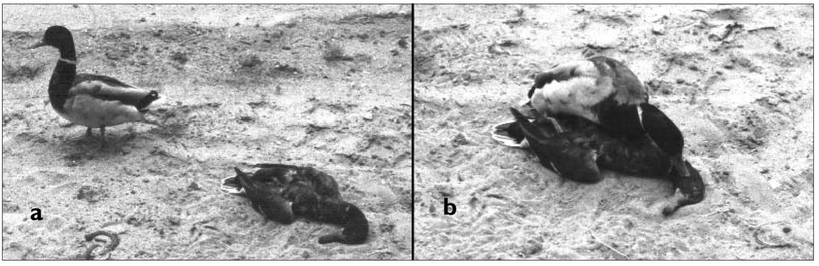2023年诺贝尔奖搞笑生物获得者,2015诺贝尔搞笑生物学奖