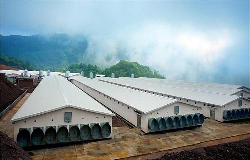 湘佳牧业养鸡加盟流程,跟湘佳牧业合作养鸡怎么样