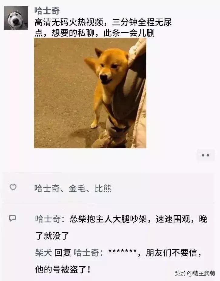 狗拟人化的性格,各种狗狗拟人化