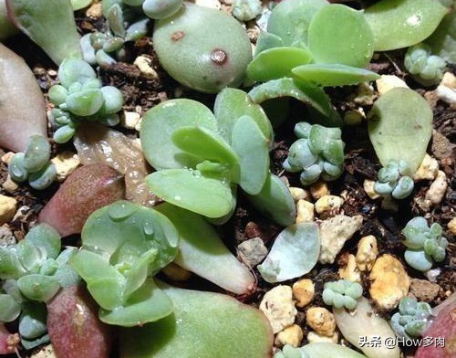 碧桃多肉老桩怎么养,碧桃多肉老桩怎么养护