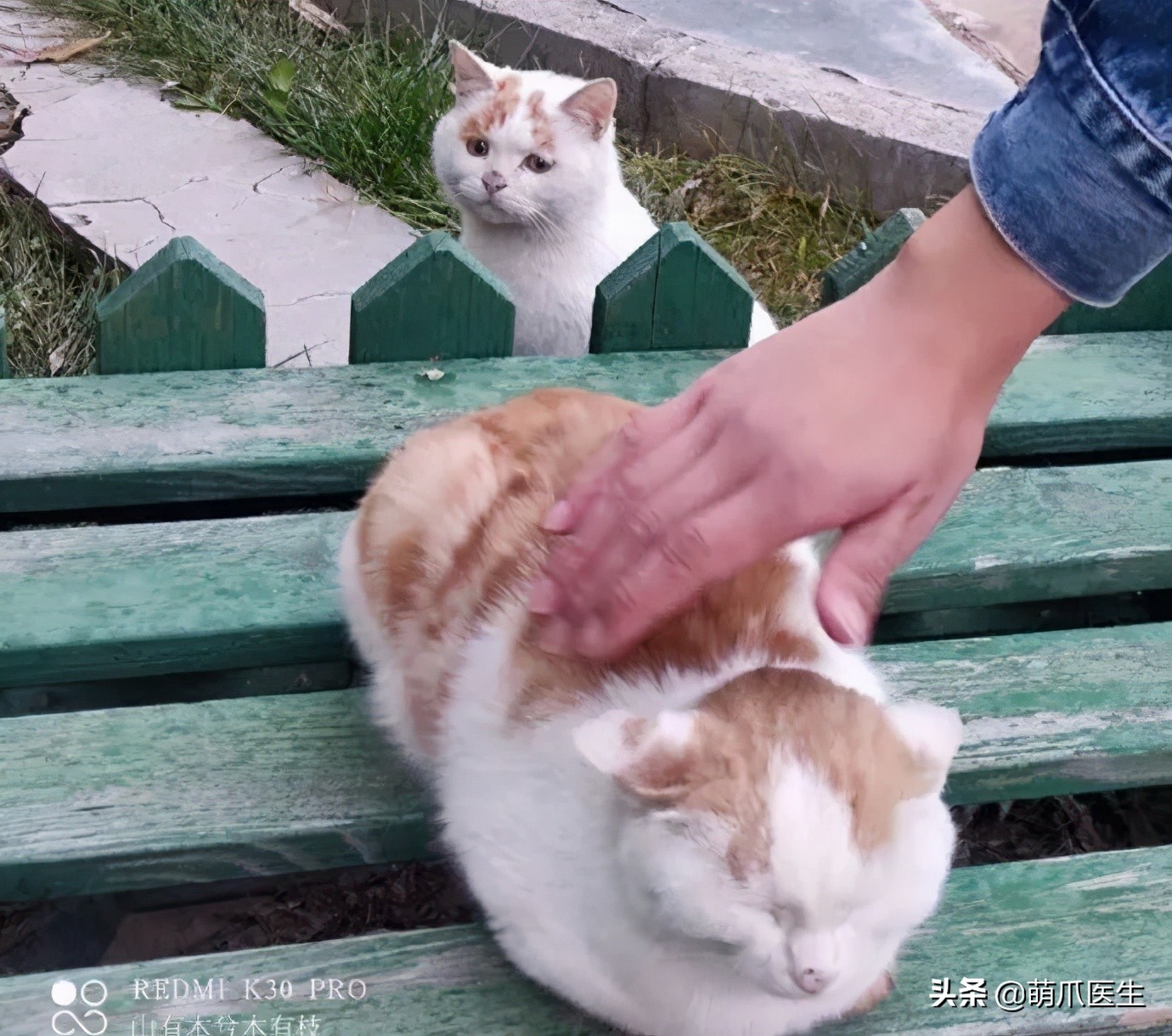 全网最可爱猫整天撒娇卖萌,全网最委屈的猫