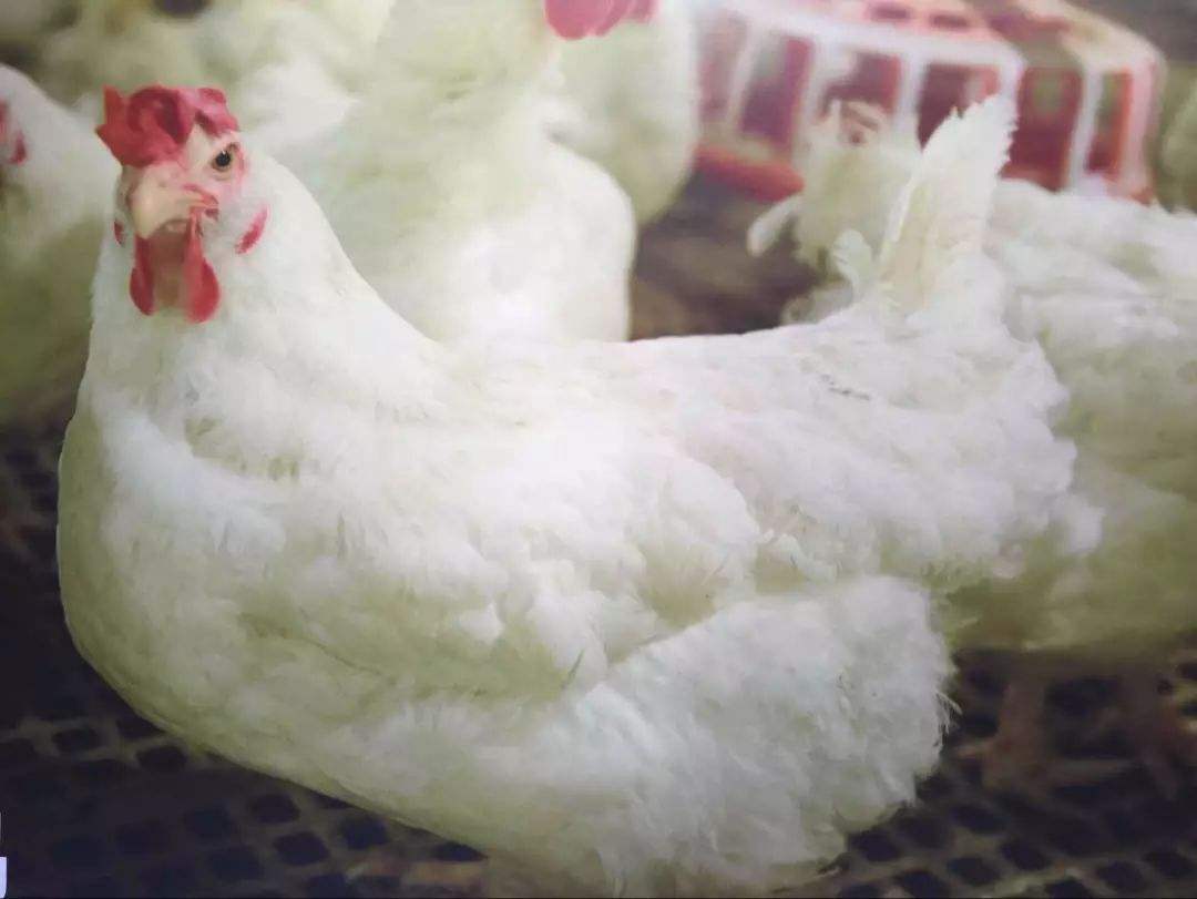 收入、净利都差一大截，山东“鸡股四杰”咋不及福建一家圣农？