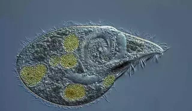 如何杀灭虾塘纤毛虫,养虾怎么预防孢子虫