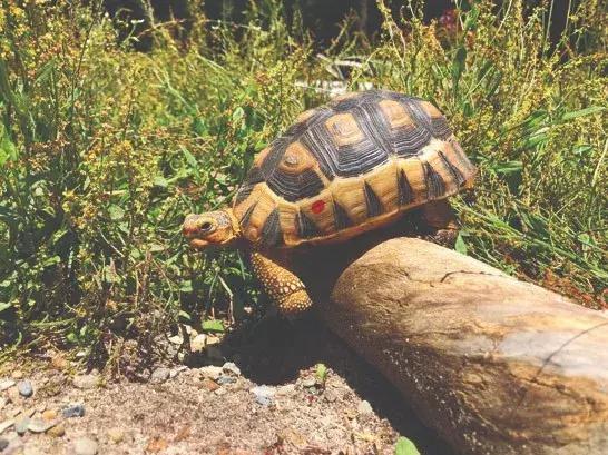 骄傲的乌龟,骄傲的乌龟图