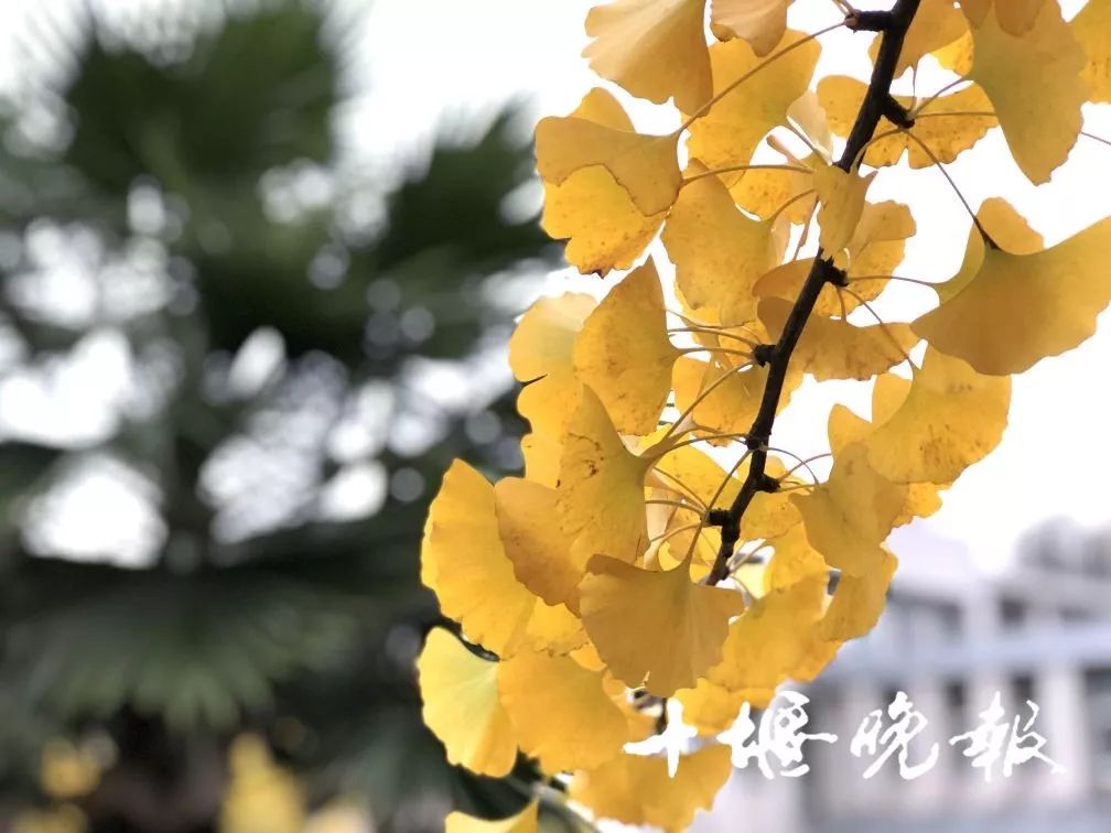 十堰银杏风景区在哪里,十堰银杏景点