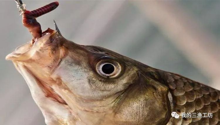 蚯蚓钓鱼挂头还是尾,挂蚯蚓钓鱼绝密配方