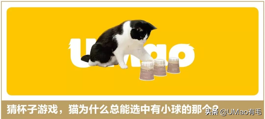我们败了两款新型“猫*品毒**”孝敬主子，你猜哪种比较受猫欢迎？