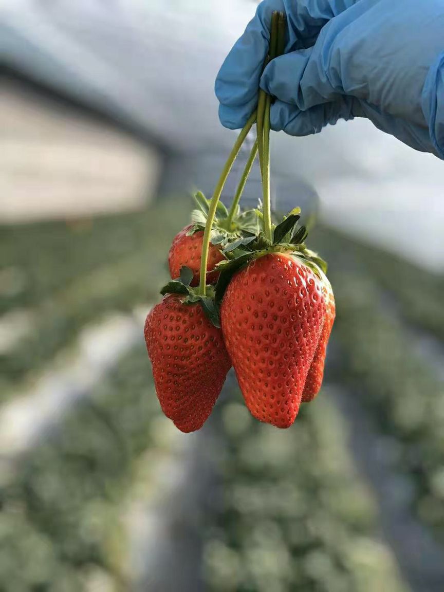 草木皆兵，疫情之下的农场主们