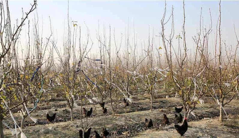 案例|农村三产融合新样板:梨园公社(堪称经典)