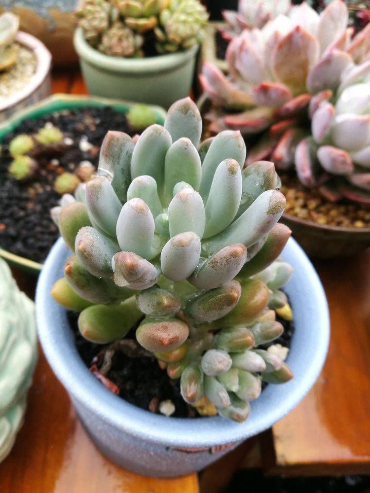 误打误撞的多肉情缘,带我走进多肉小世界!