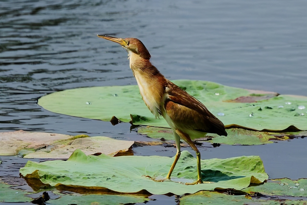 鱼体内白色透明长条物,鱼体内的黄色块状是什么