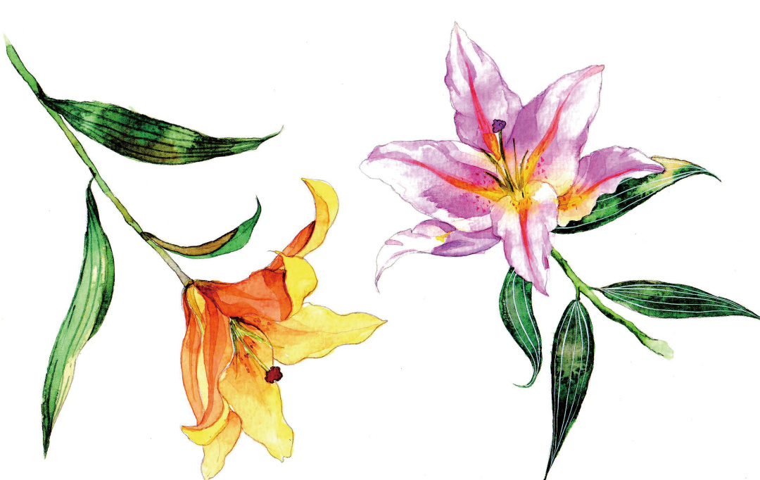 清爽又干净的水彩花卉手绘,学习水彩花卉画法步骤