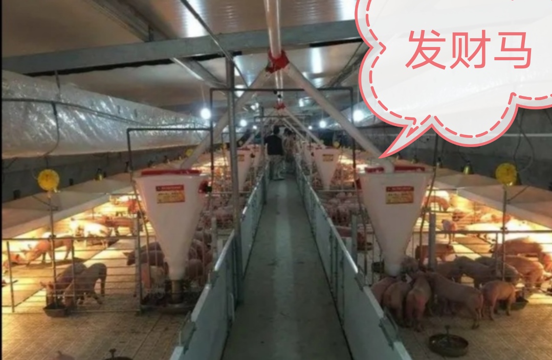 如何提高保育仔猪成活率,仔猪第二次分栏日龄