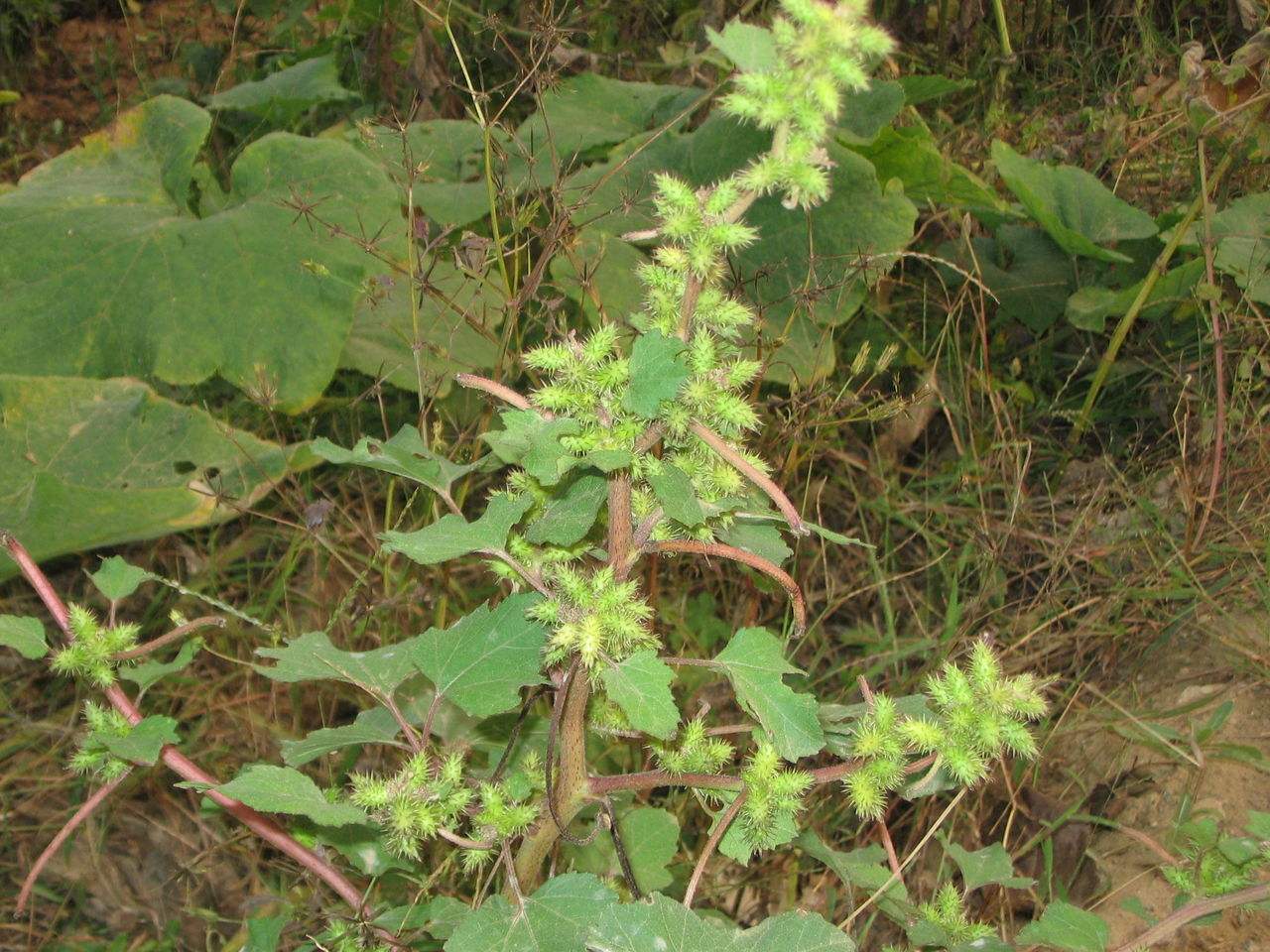 小时候玩过扎钉子吗,小时候都玩过弹力球吧