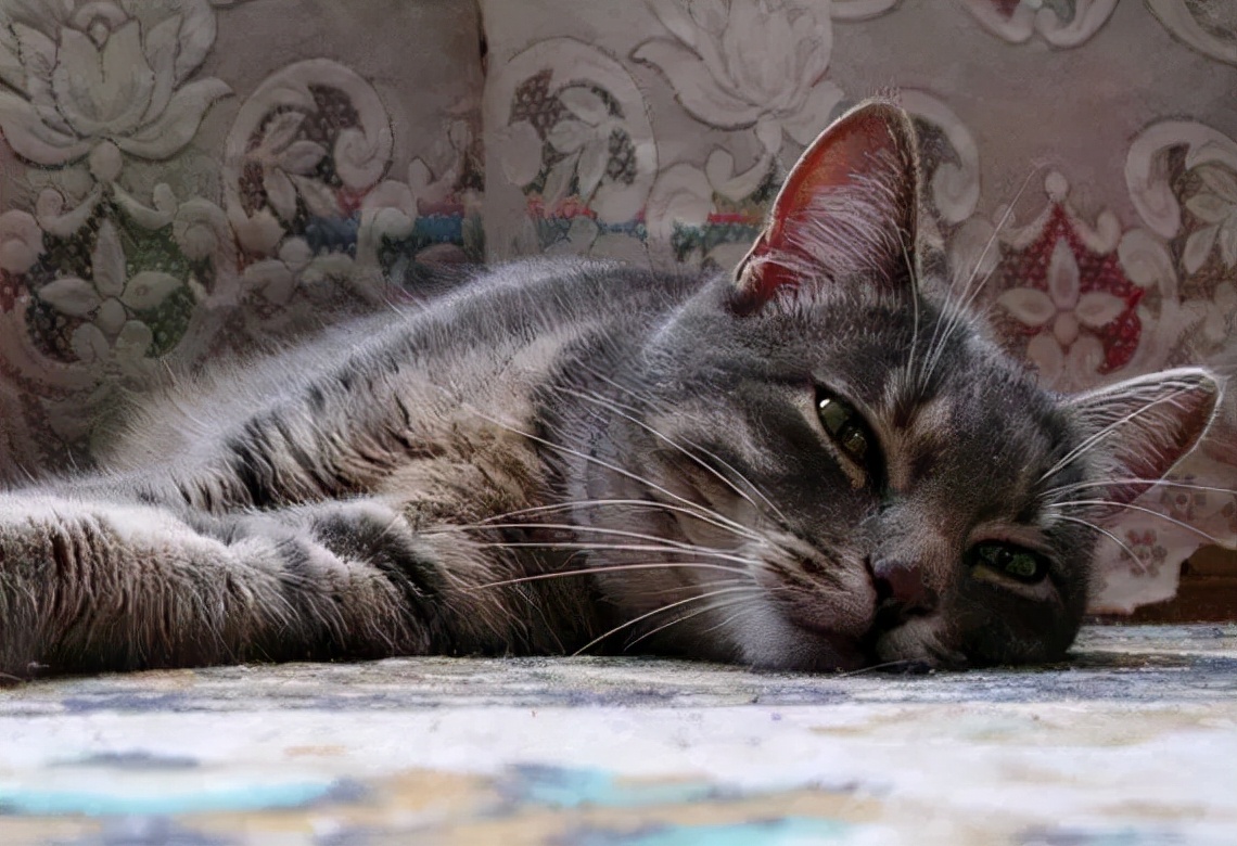 2分钟,夺走小猫咪的命