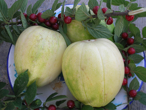 香瓜怎么吃才正确,吃香瓜功效