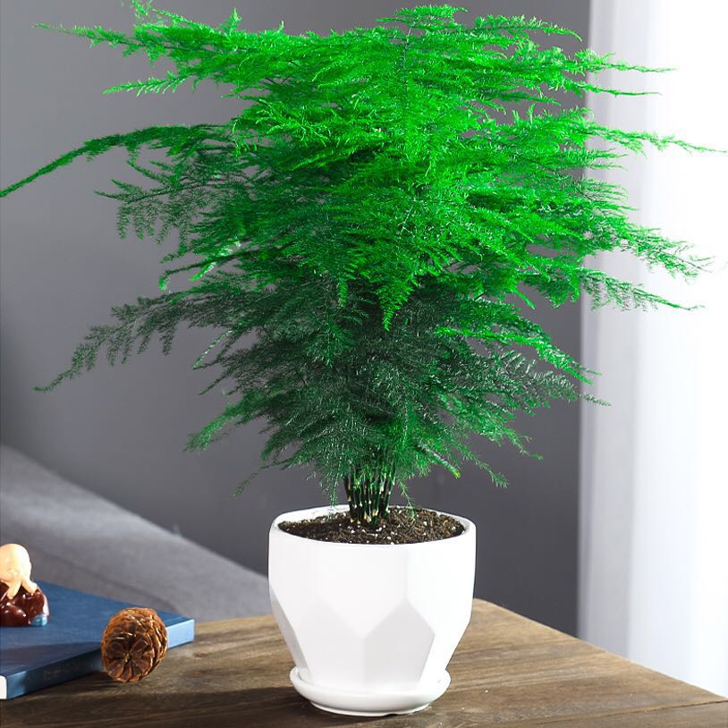 人养花一时养人一生,人养花同时花也养人