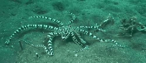 高智商章鱼作为宠物有多恐怖 (章鱼产卵后的死亡无法避免吗)