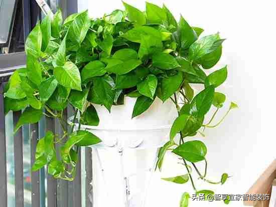 才装修的房子怎么样才能去除甲醛,装修六种快速去除甲醛方法