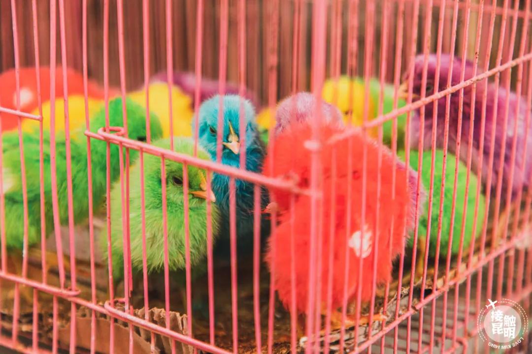 逛逛园博花鸟市场,园博花鸟市场攻略