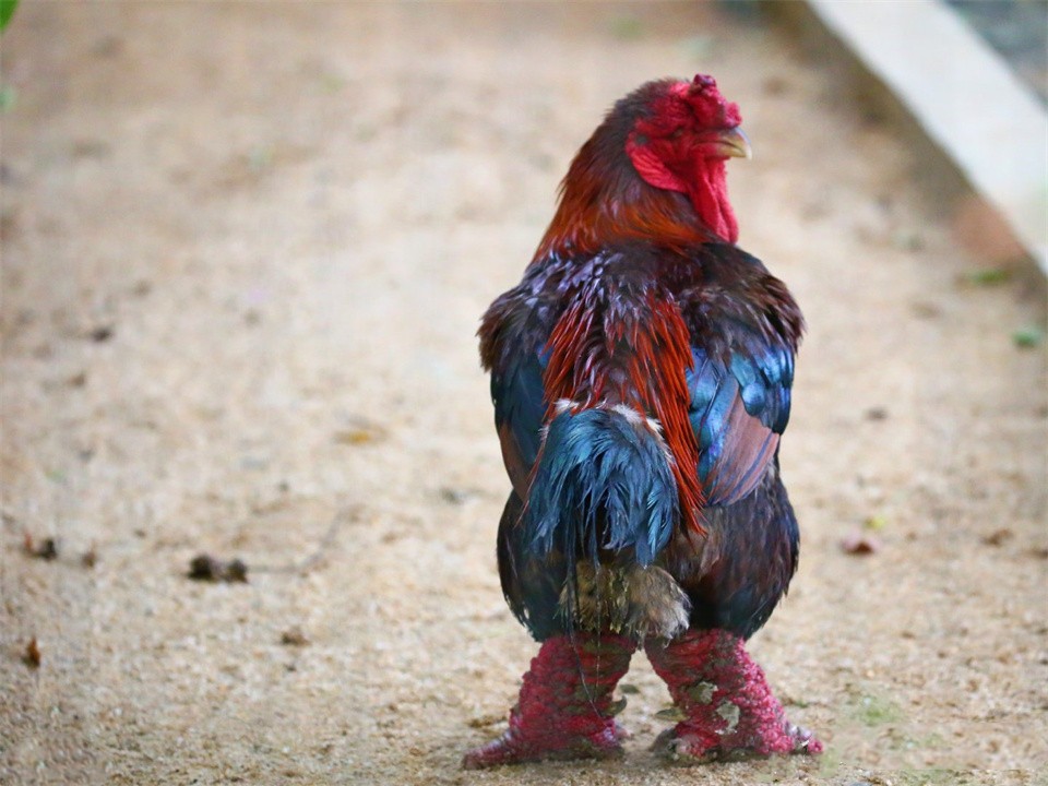 东涛鸡的大鸡爪怎么卖,一对鸡爪上万元