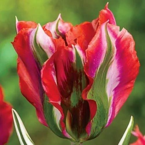 月季花的花花世界,郁金香的花海视频