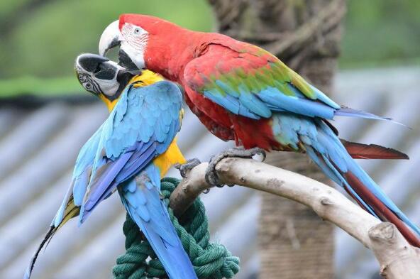 最大的金刚鹦鹉有多大,最大的鹦鹉金刚鹦鹉